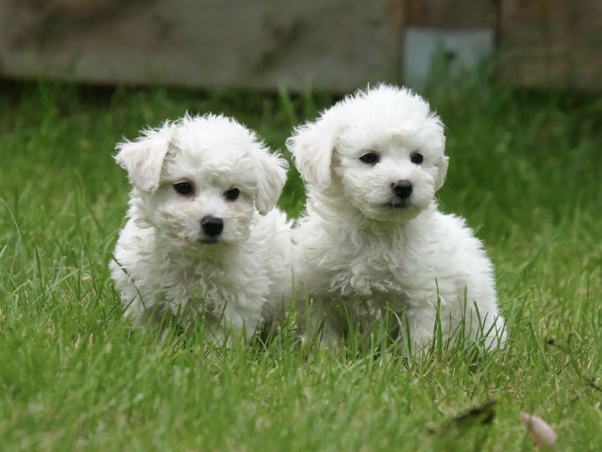 Image of Bichon Frise