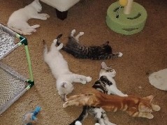 American Shorthair – Beautiful kittens to LOVING homes – Portland