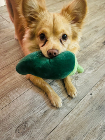 Chihuahua – Samson