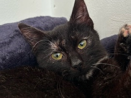 katze zu verkaufen – Möllenhagen