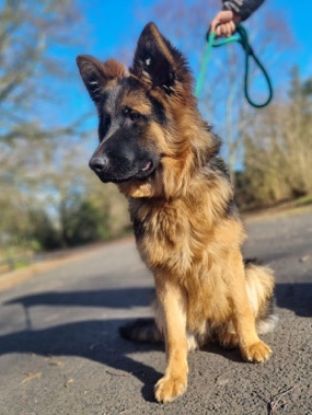 German Shepherd – German shepherd puppies available