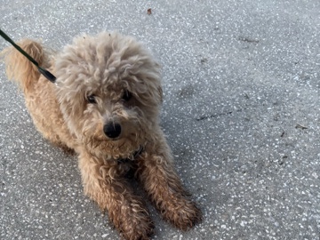 male puppy very friendly love to play 