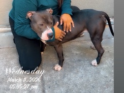 American Staffordshire Terrier – American Bully/ Staffordshire 10 moths old Femal – San Jose