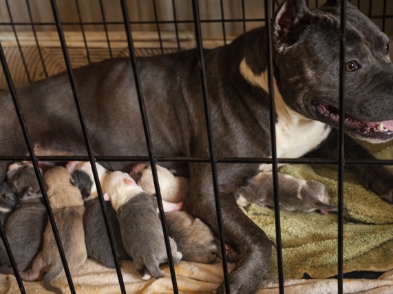 American Pit Bull Terrier – litter of 8 bully puppies – Kings Mountain