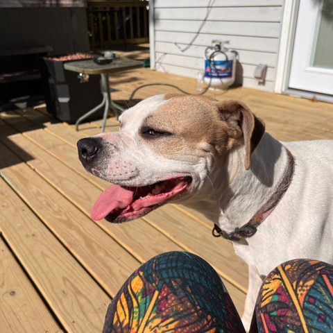 Boxer – Pit/Boxer Mix