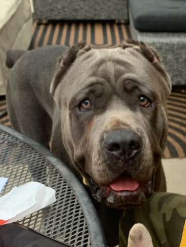 Cane Corso – Loyal italian cane corso
