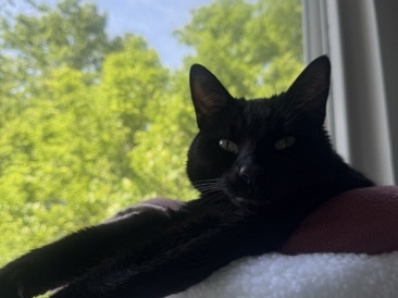 American Shorthair – Luna - New home needed ASAP. Comes with electric feeder, water fountain, and self cleaning litter box. – Muncie