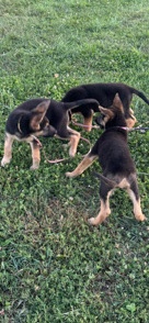 German Shepherd – selling German shepherds