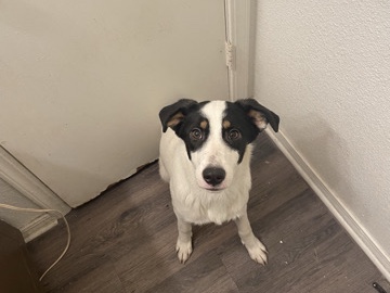 Australian Shepherd – needs good home I don’t have the space for this good girl – Tyler