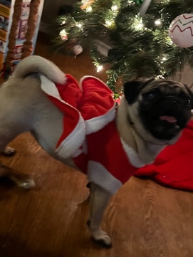 Pug – rehoming Frankie Rosie baby