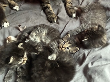 5 baby kittens – Bolingbrook