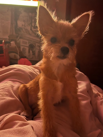 Shih Tzu – royalty
