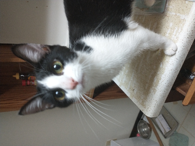 Loving Cat