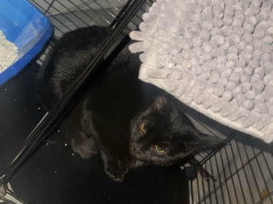 Ronin Is Up For Adoption – Clifton