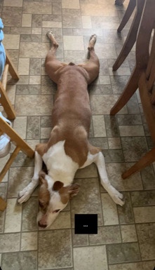 American Pit Bull Terrier – Sweet 6y/o female Pittie needs new home