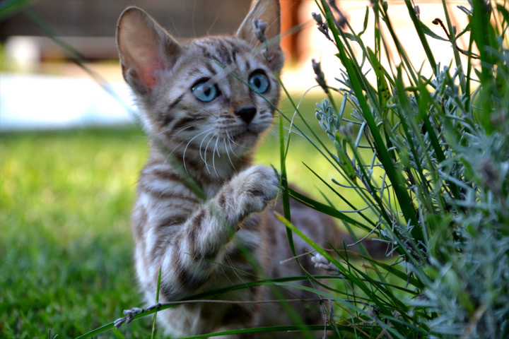 Bengal – Beautiful bengal kittens