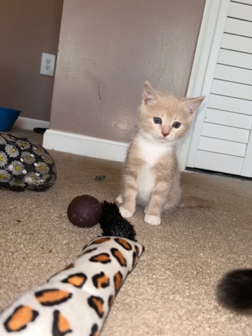 American Shorthair – kittens for adoption