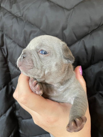 French Bulldog – Lilac French Bulldogs