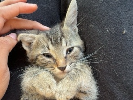 Playful Kitten for Rehoming – Harrisburg – Harrisburg