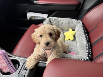 Goldendoodle – Minature GoldenDoodle – Bardstown