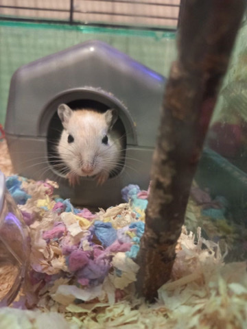 2 male gerbils free to a loving home (urgent)