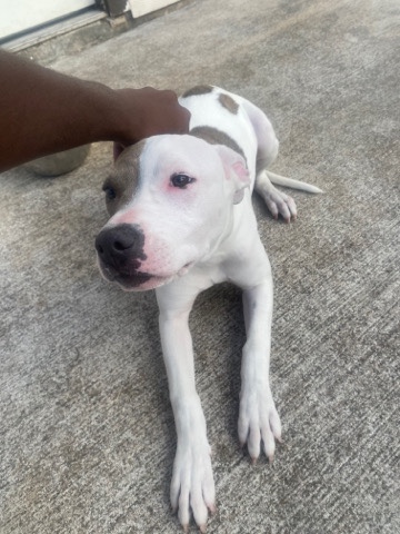 American Pit Bull Terrier – pitbull (Rosie)