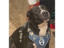 Mixed Breed – Good home for my dad's dog – Houston