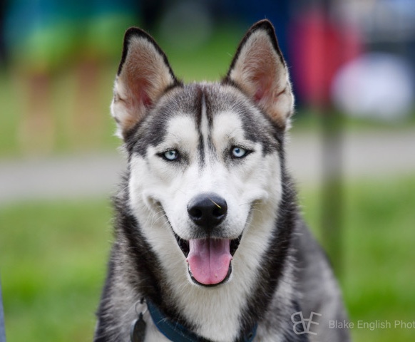 Siberian Husky – Home for husky
