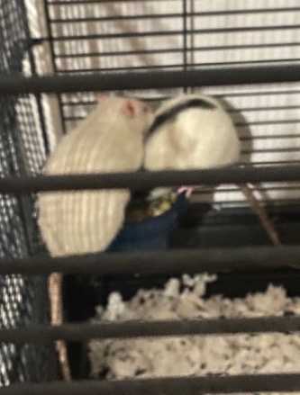 3 rats
