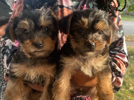 Yorkshire Terrier – Yorkie Terrier puppies