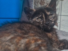 British Shorthair – kitten zu  verkaufen – Salzgitter