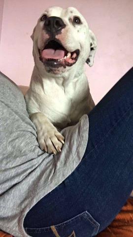 American Pit Bull Terrier – rehoming sweet boy