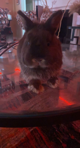 Dwarf Hotot – Selling a bunny!!