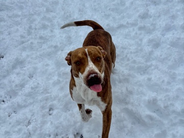 American Pit Bull Terrier – Free Pit mix – Fort Smith