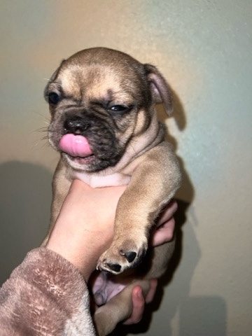 French Bulldog – sale