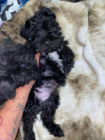 Miniature Schnauzer – miniature schnauzer
