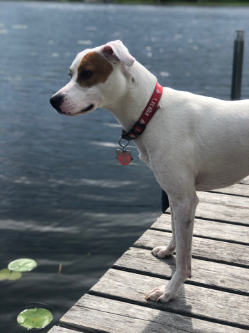 American Staffordshire/Australian Cattle Dog