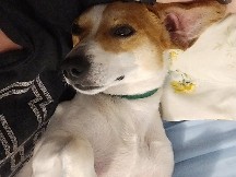 Dachshund – Chihuahua dashound mix – Powell