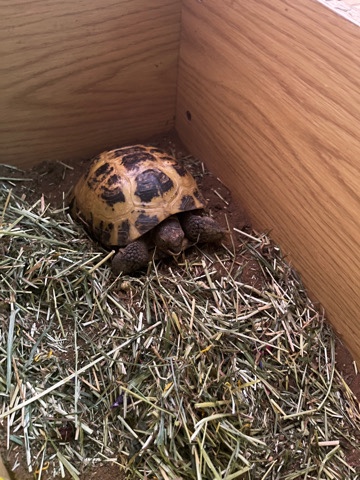 Any – tortoise