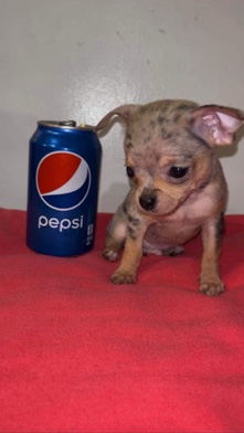 Chihuahua – MICRO blue Merle chihuahua