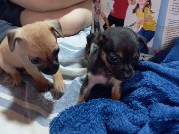 filhotes de pinscher