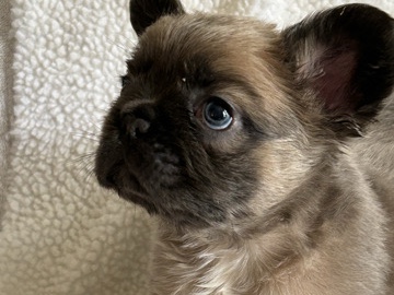 French Bulldog – Frechbulldogs looking for forever home – Rush