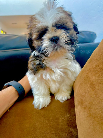 Shih Tzu – ShihTzu