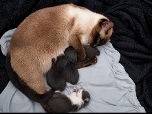 Siamese – Siam-EKH Mix Kitten – Schlangen