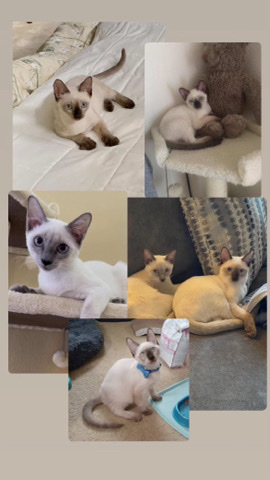 Beautiful siamese kittens ❤️
