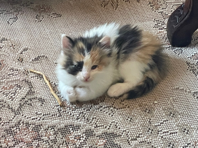 kittens