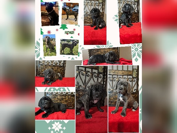 Cane Corso – Athena's Litter – Sweetwater