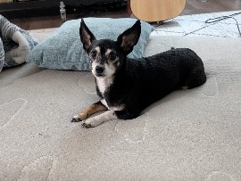Chihuahua – Just trying to find a wealthy family that will take him on vacation in his last days cause I'm a failure and poor – South Hill