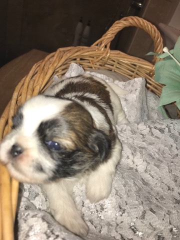 Shih Tzu – KIWI-female purebred Shih tzu puppy