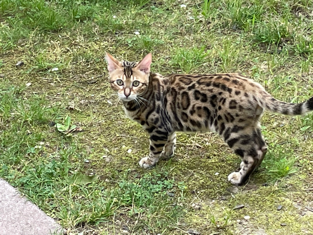 Bengal – bengal kitten
